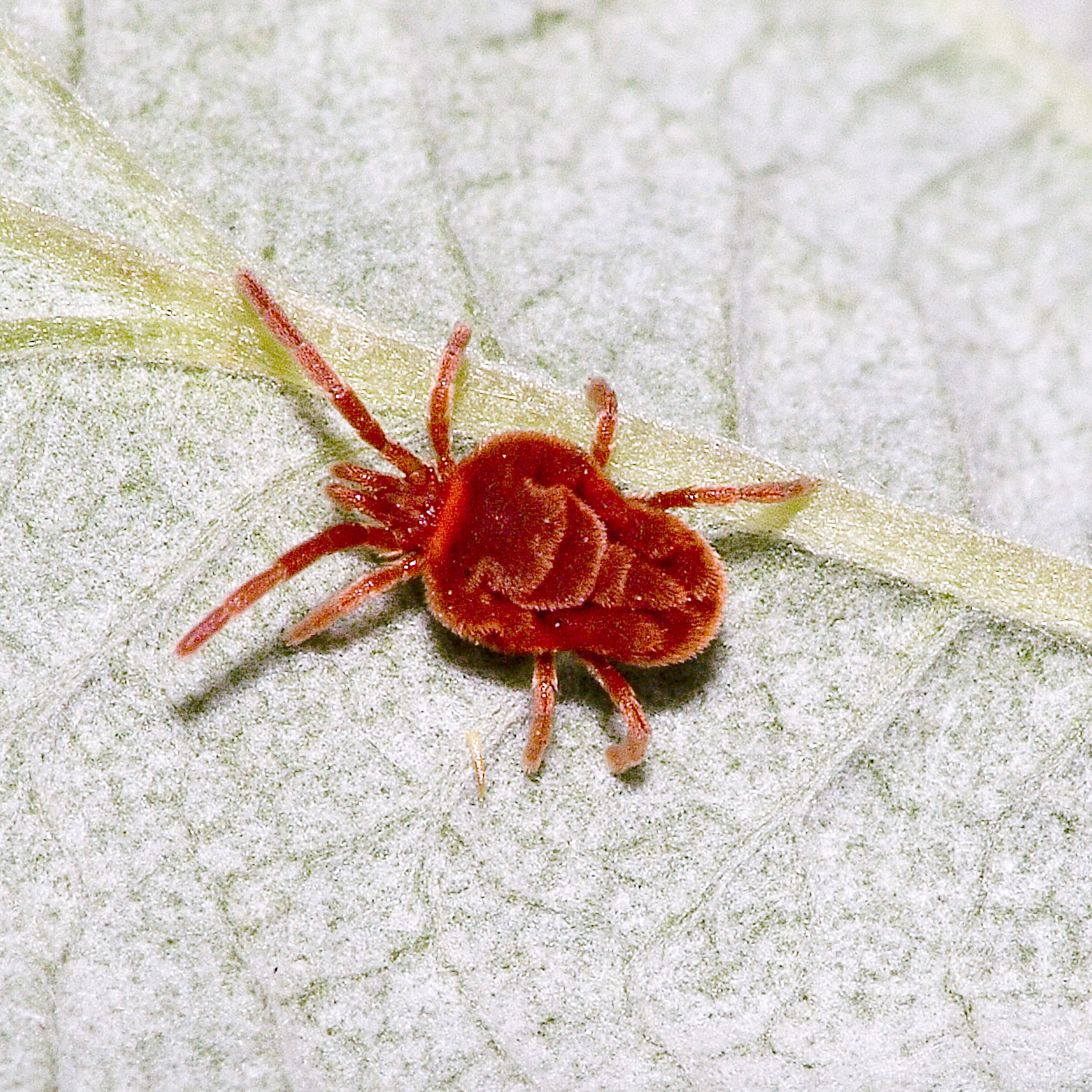 Zakataka Insect the destruction of seasons – PEBBLES AND WAVES